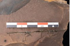 Foto (Detailsansicht) von Quercus palaeoilex Ettingshausen (NHMW-GEO-2024-0188-0875)